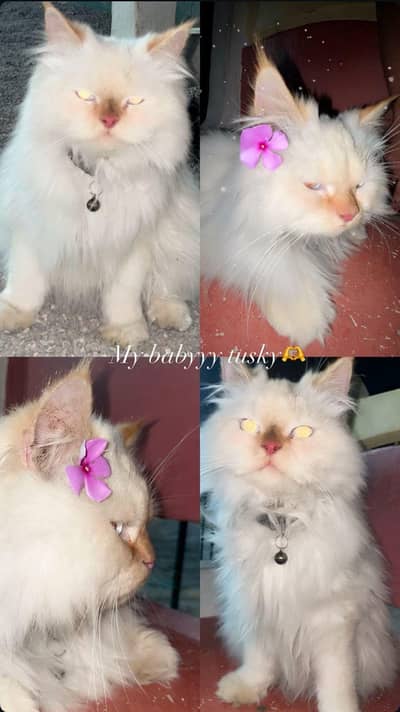 percian cat