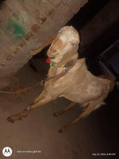 Bakra for sell