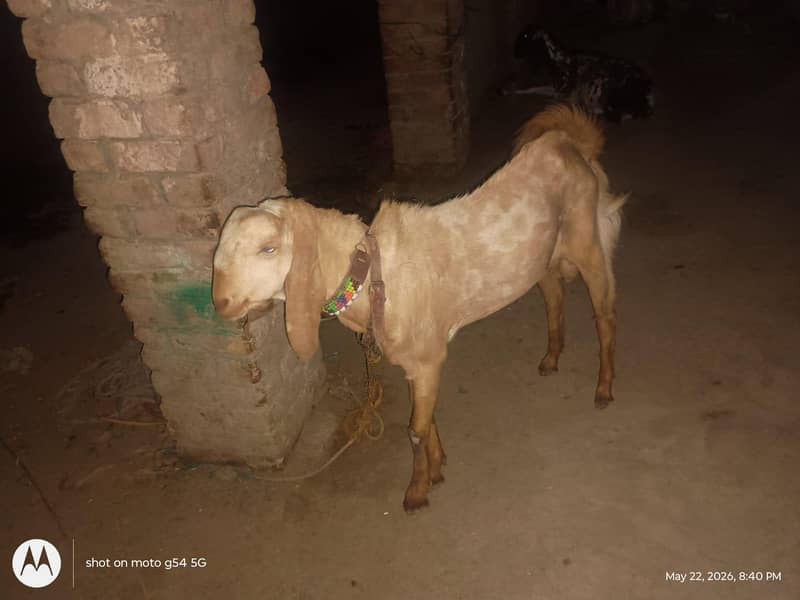 Bakra for sell 1