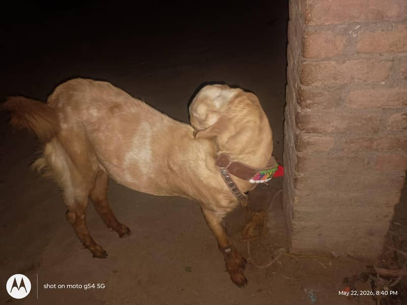 Bakra for sell 2