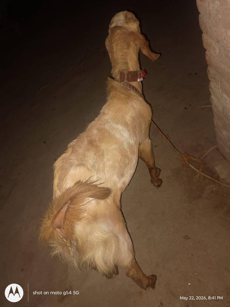 Bakra for sell 3