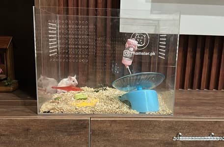 male tamed hamster