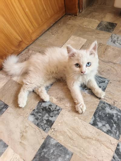 persian Cat Eyes sky blue age 2 month