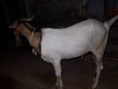 bakra