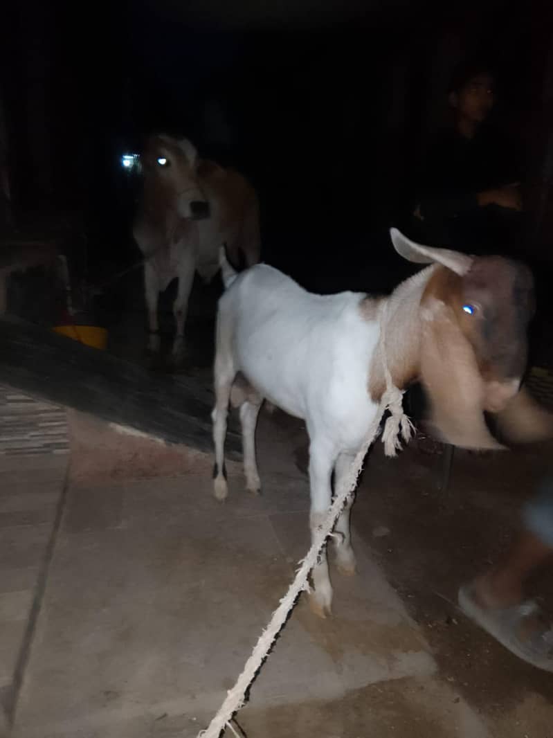 bakra 1