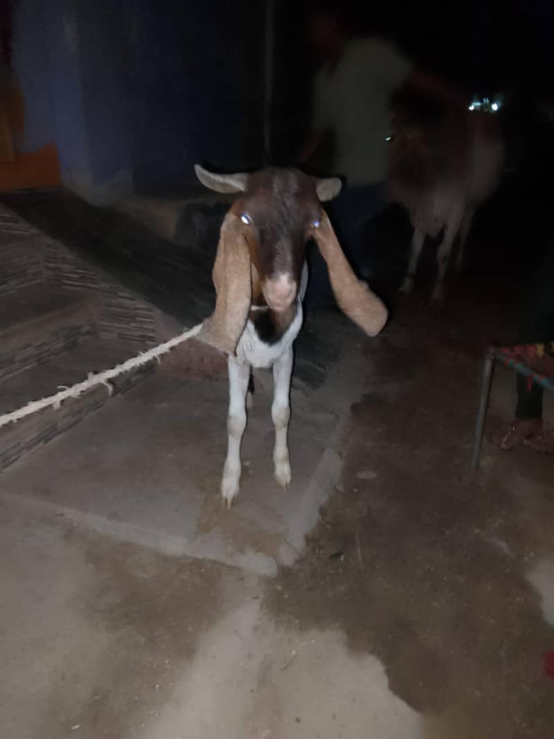 bakra 2
