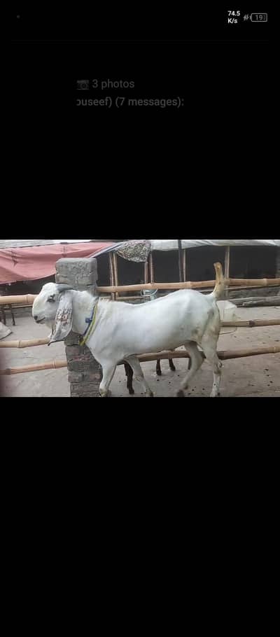 bakra