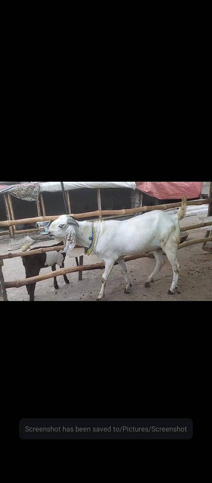 bakra 1