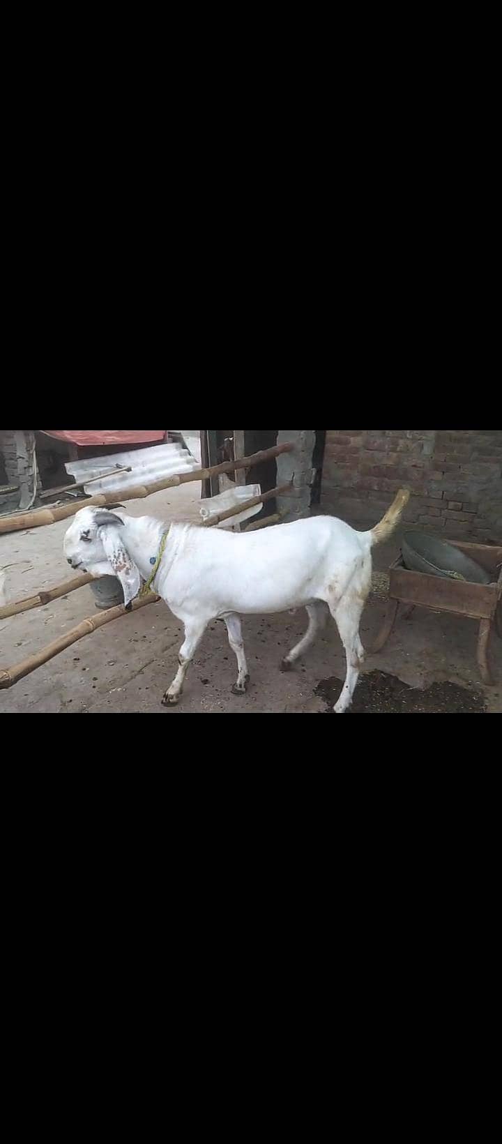 bakra 2