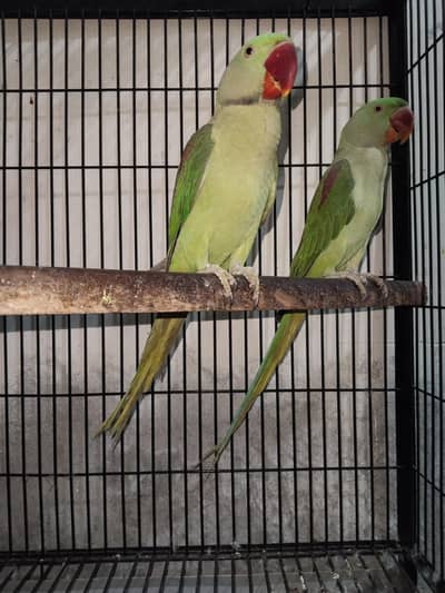 Raw patho ka pair 27000