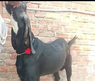 Bakra for sale