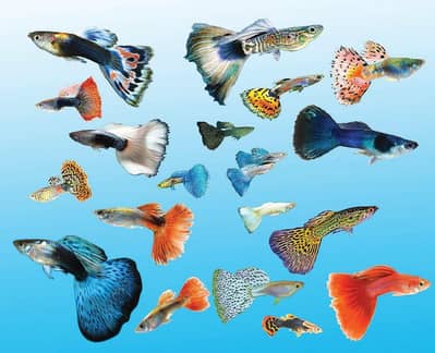 cobra fency guppy