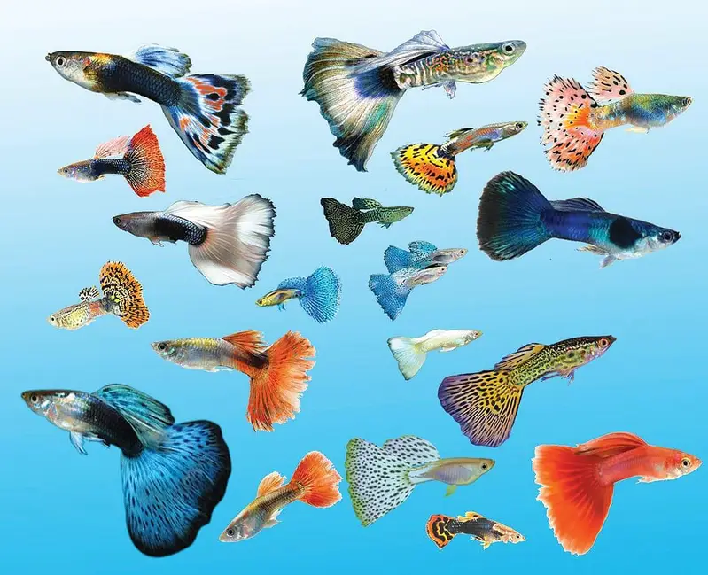 cobra fency guppy