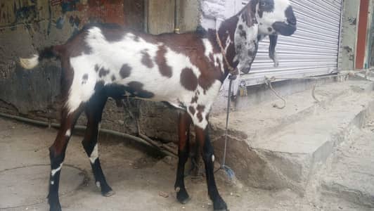 desi Bakra for sale