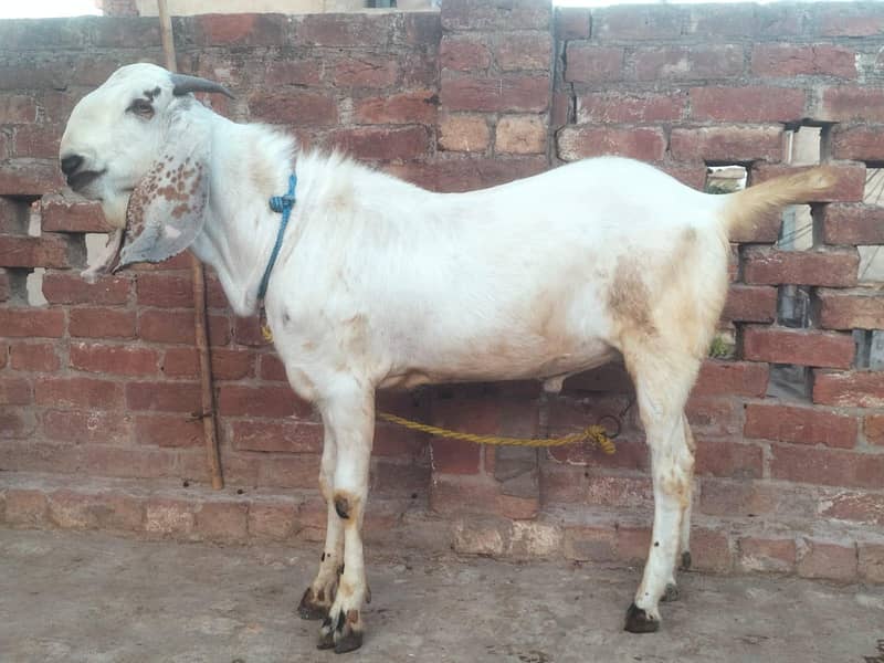 bakra 3