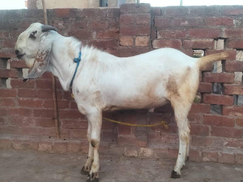 bakra 4