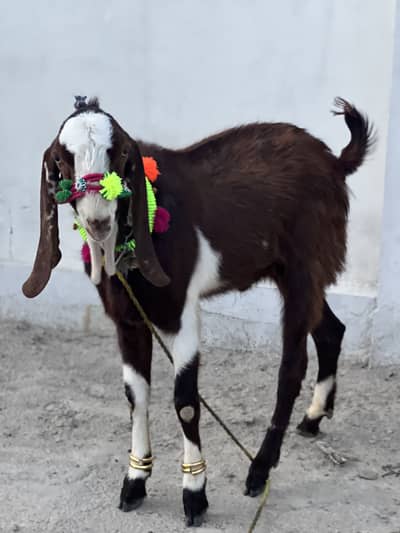 Bakra for sale eid special