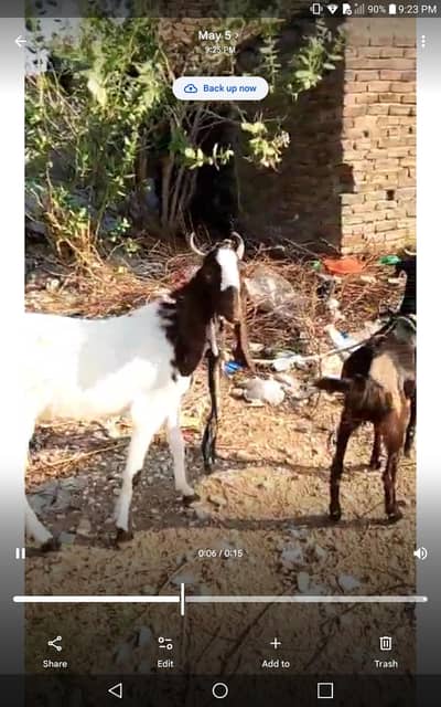 Eid-ul-adhs janwar Mashallah Qurbani Bakra and bakri