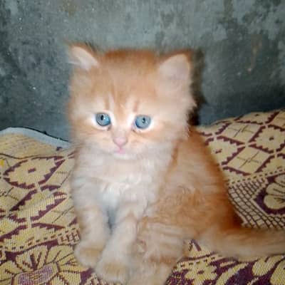 Persian cat for sale male female vaccine clear 0329=26=63=231=