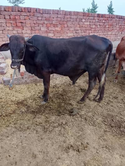 do daent karbani Wala janwer