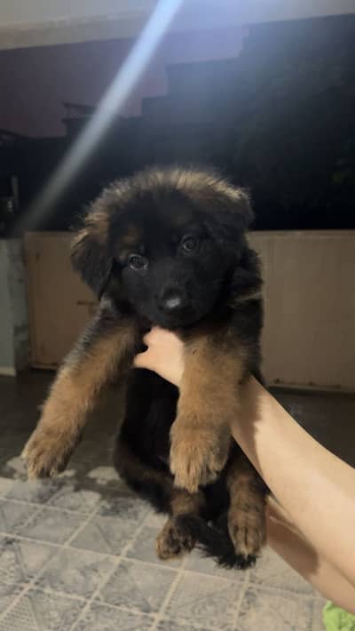 German shepherd