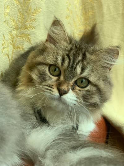 ragdoll x persain 6 months old 3 females kitten for urgent sale