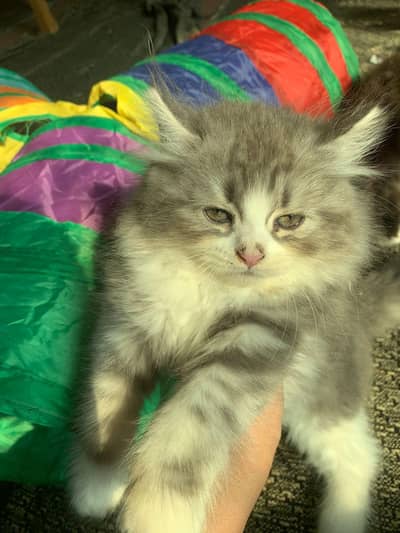 ragdoll x persain 6 months old 3 females kitten and 1 neuterd female