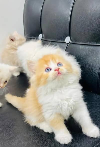 Persian female kitten for sale 0370"3660452 Whatsapp number