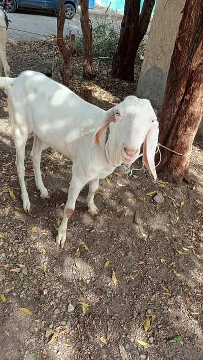 Rajan puri bakry for sale