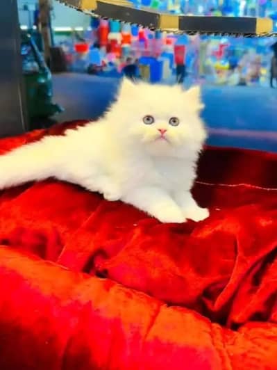 Persian female kitten for sale 0370"3660452 Whatsapp number