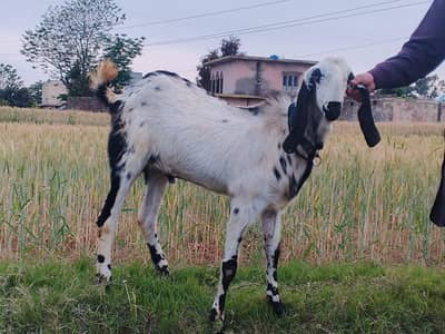 Qurbani Goat Available | Healthy & Active | Ghar Ka Pala Hua
