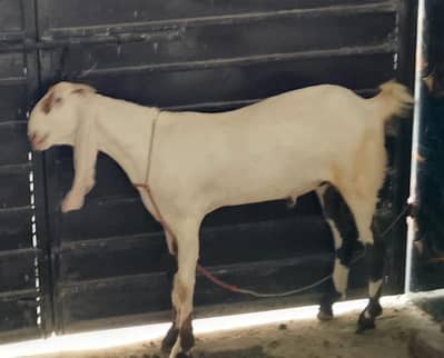 rajanpuri bakra for sell