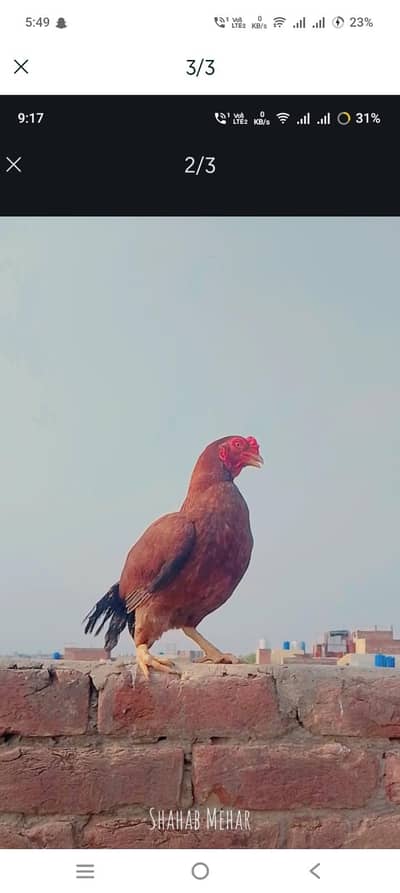 aseel hen available for sale and exchange with mobile and anyin lahore