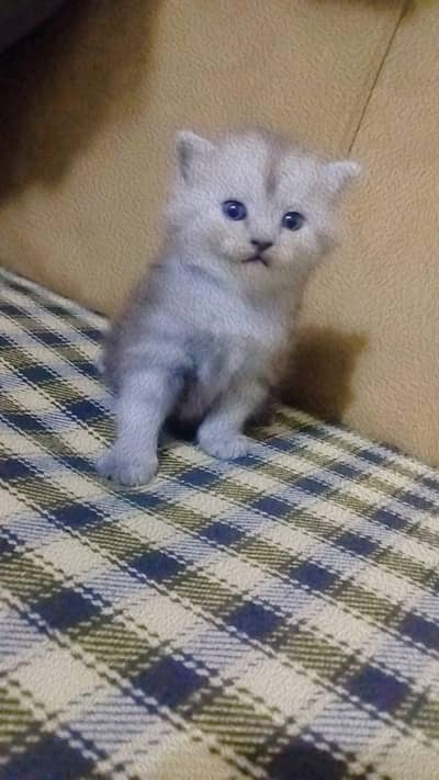 kitten