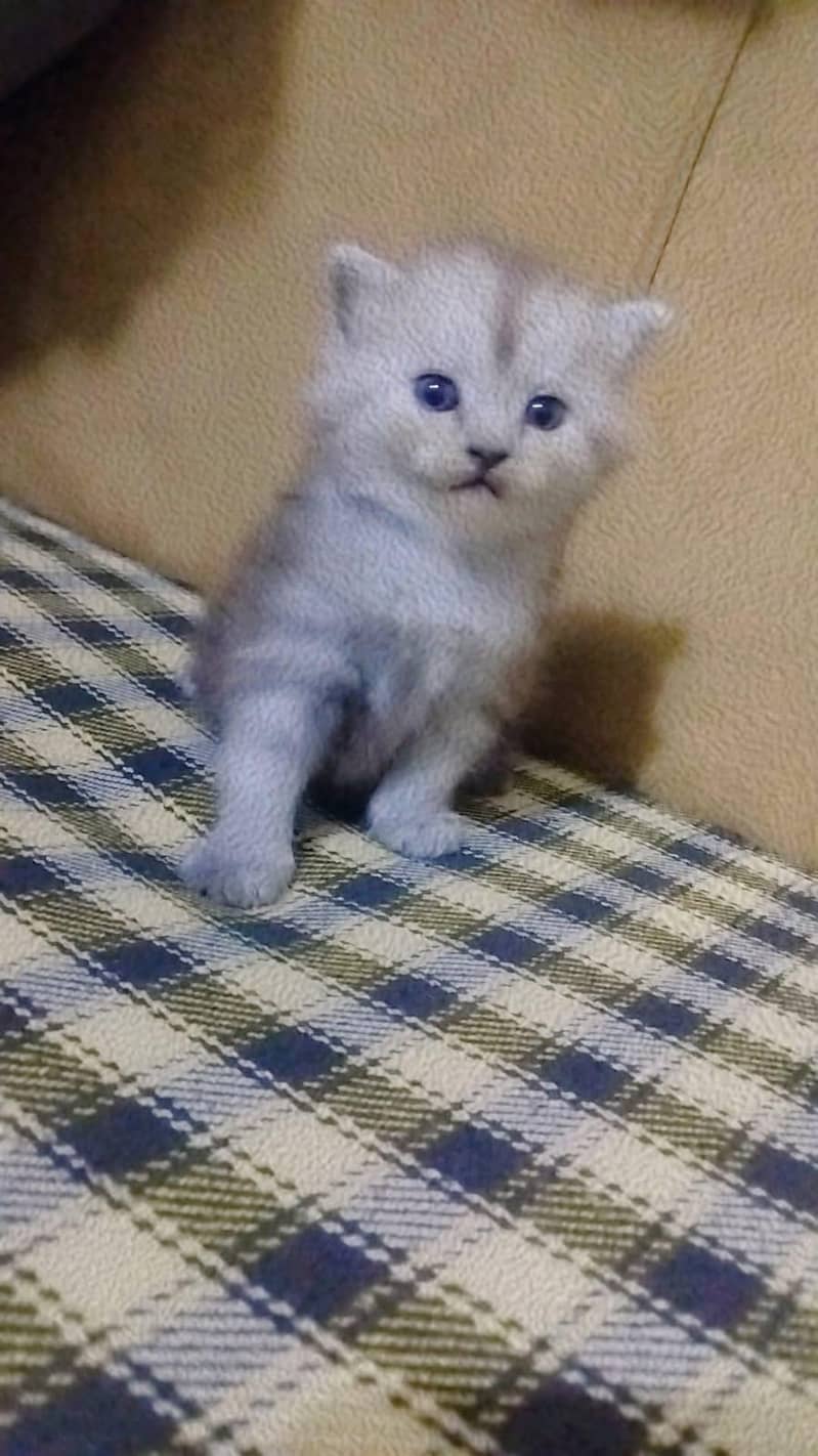 kitten 0