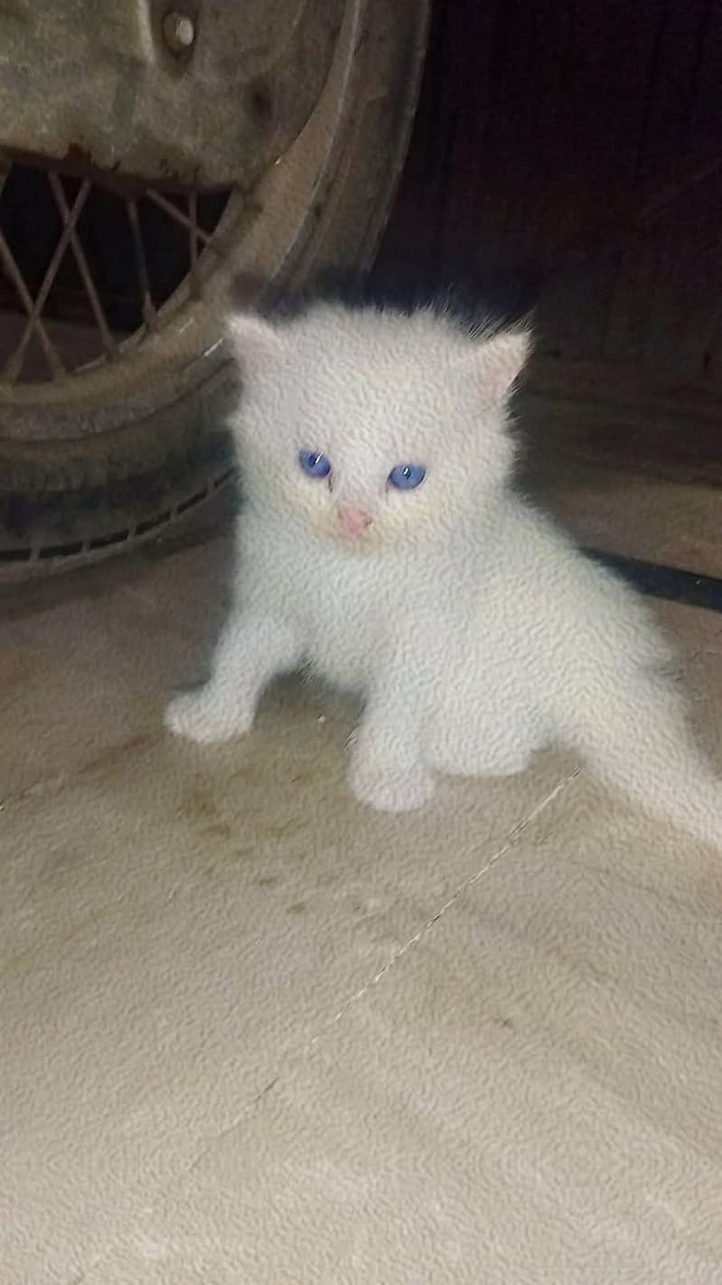 kitten 1