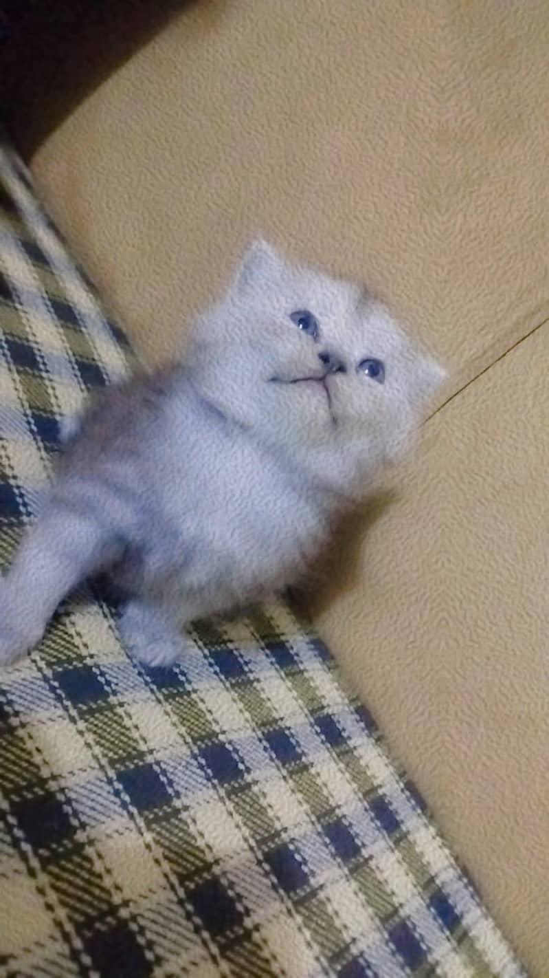 kitten 2
