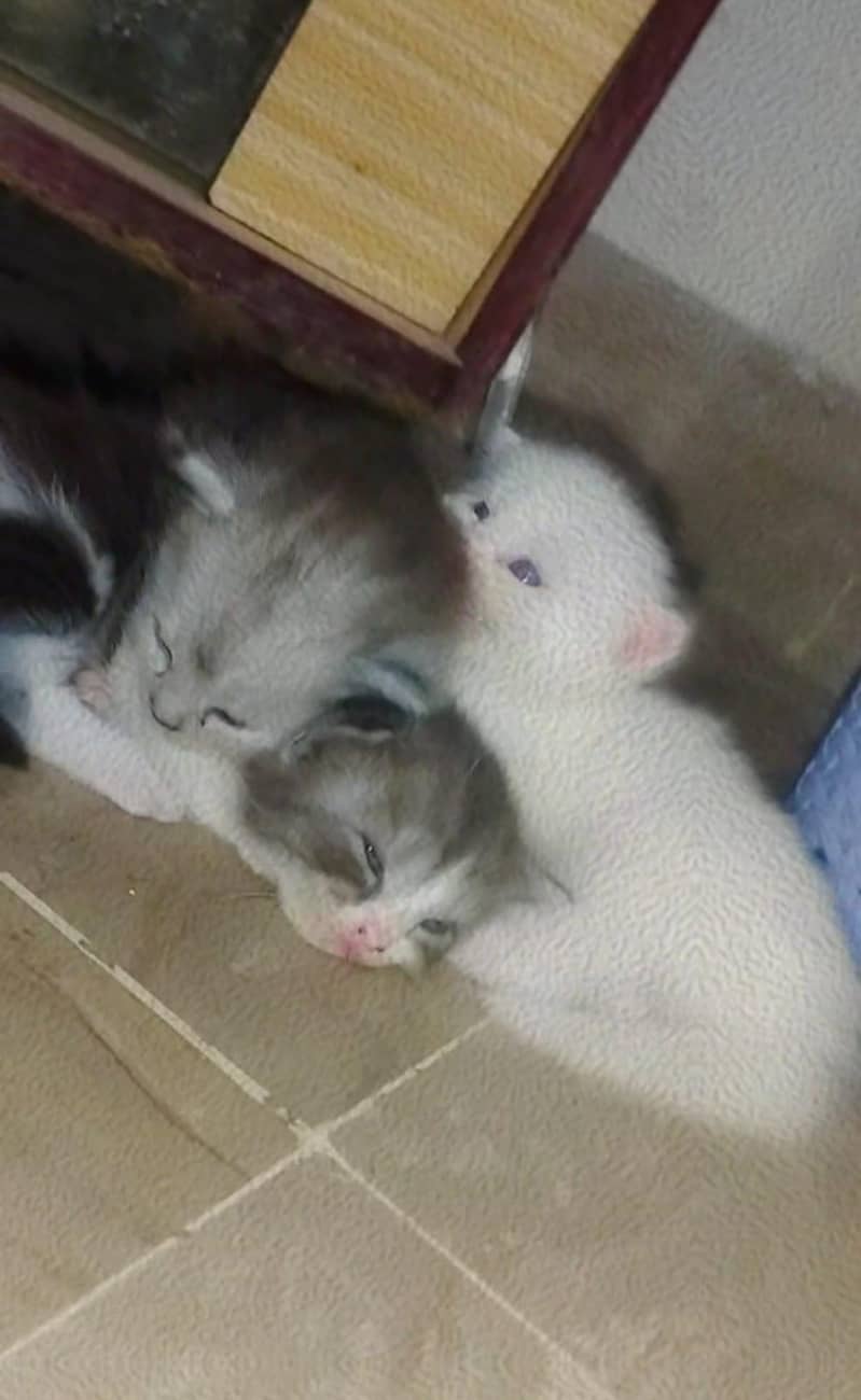 kitten 3