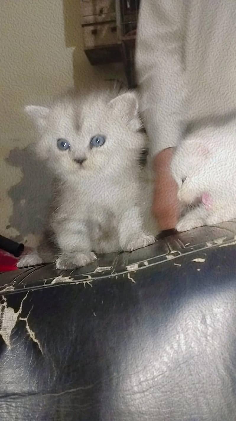 kitten 4