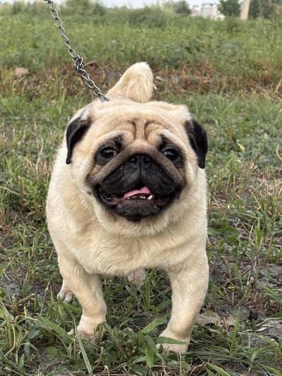 Helthey and playfull pug dog