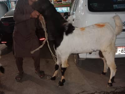 Beautiful Goat White Color