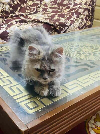 cute fluffy Persian cat for sale healthy and playful