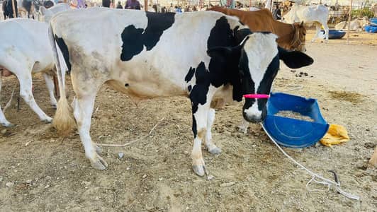 Cow for sale