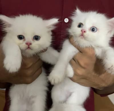 PERSIAN KITTENS FOR SALE, EACH KITTEN 18K PKR