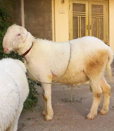 2 Mundray For Sale