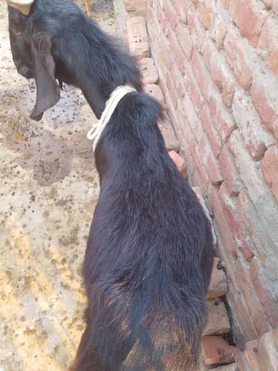 Qurbani k liy Bakra for sale