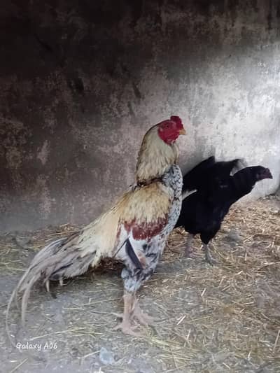 Aseel  mianwali and sindhi croos and female amroha