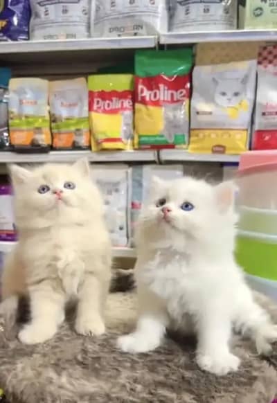 Persian female kitten for sale 0370"3660452 Whatsapp number
