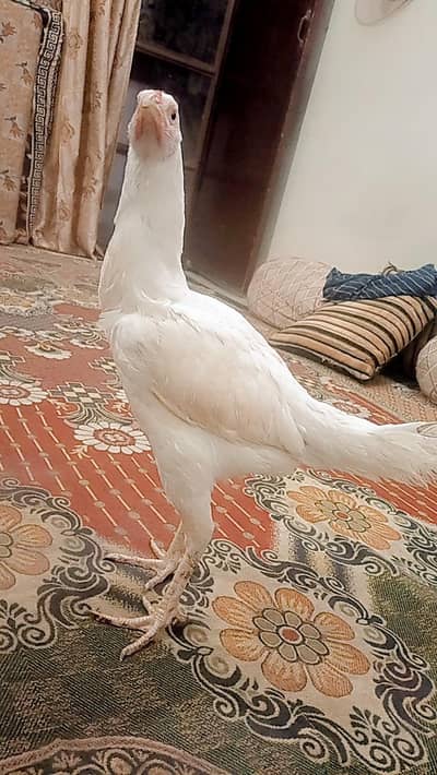 Heera Murgi