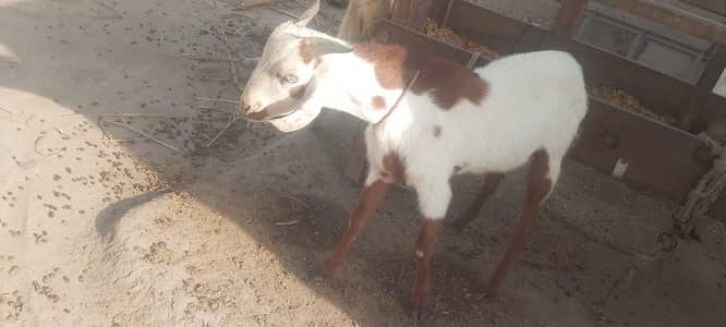 Desi Bakray for Sale | Healthy & Home Breed